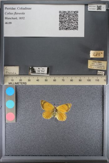 Media type: image;   Entomology 193827